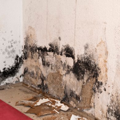 mold on wall